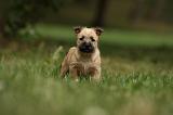 CAIRN TERRIER 418